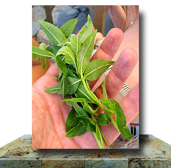Fresh Basil Wrapped Canvas Print