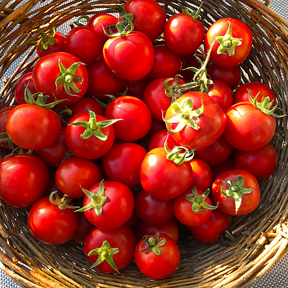 Cherry Tomato Basket Wrapped Canvas Print