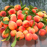 Yellow Peaches per lb.