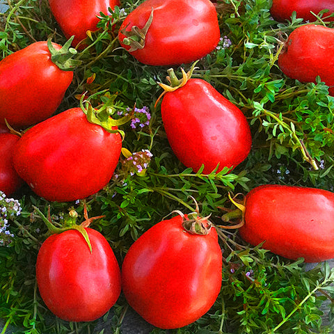 Roma Tomatoes per lb.