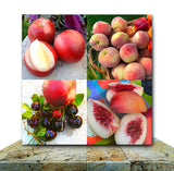 Fruit Plate Wrapped Canvas Print